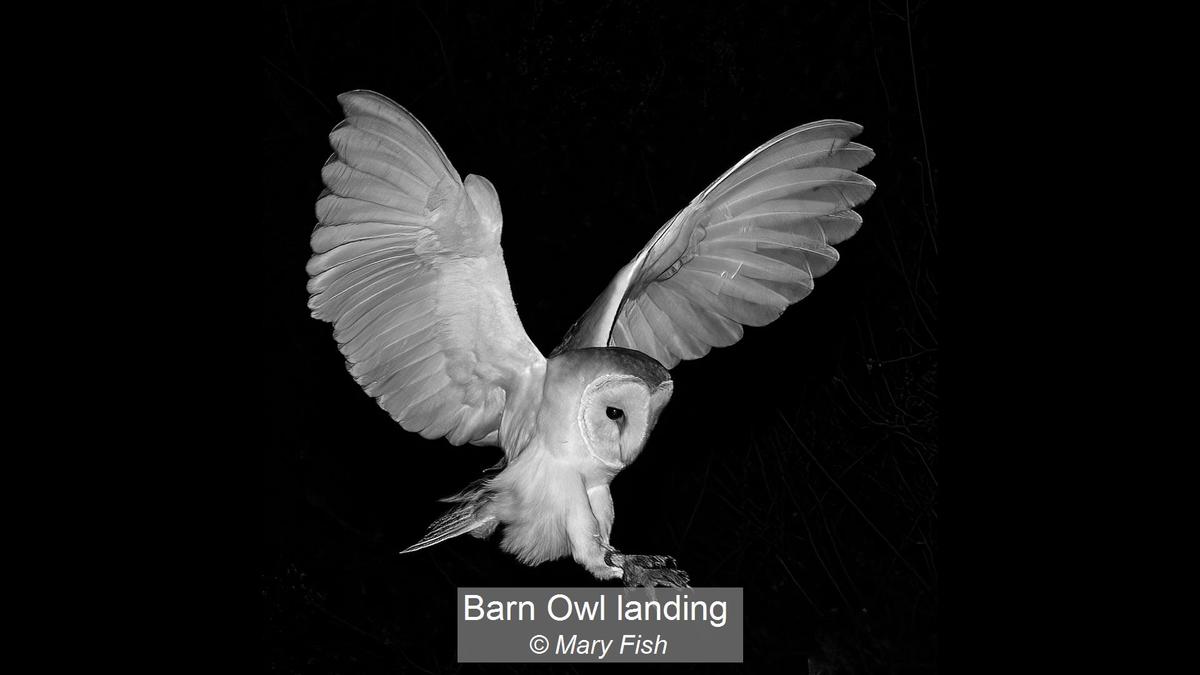 08_Barn Owl landing_Mary Fish